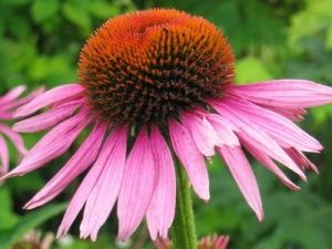 Echinacea gripe
